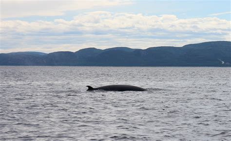 Whale Watching At Saguenayst Lawrence Marine Park Baie Flickr