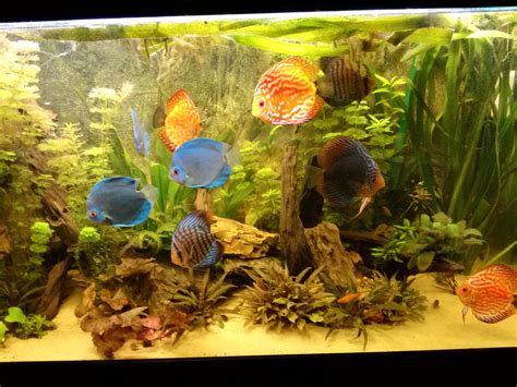 My Planted 110g Discus Tank On The Friday Evening Raquariums