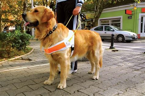 Guide Dog Definition Breeds And Facts Britannica