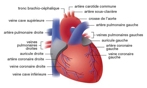 Fonctionnement Du Cœur Service De Cardiologie Chuv