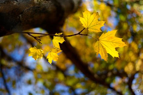 Yellow Autumn Leaves Background High Quality Free Backgrounds