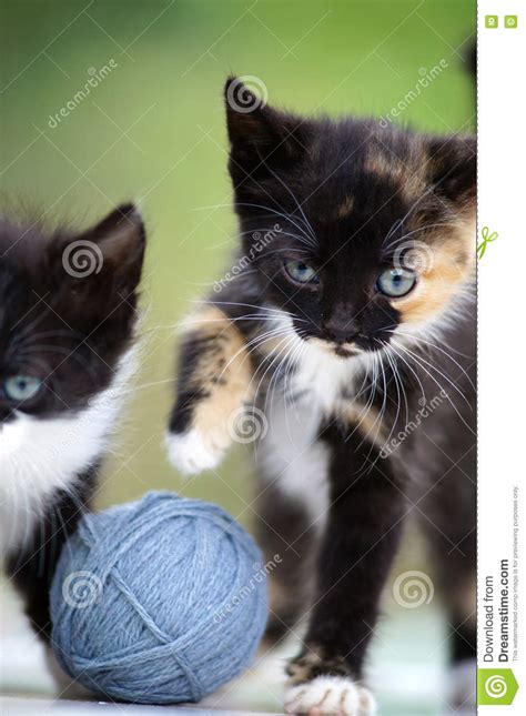 Two Little Kittens Stock Image Image Of Cute Ears Nature 81596781
