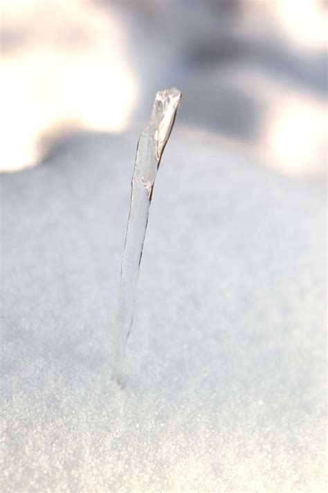 Icicle Free Stock Photo Public Domain Pictures