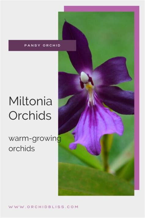 Miltonia Orchid Care The Complete Guide Orchid Bliss