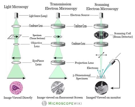 What Are The 3 Main Differences Between Light And Electron Microscopes