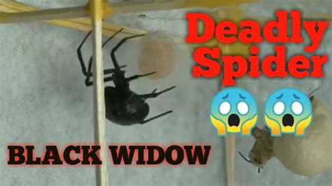 How Black Widow Spider Laying Eggs Maics D Spider Youtube