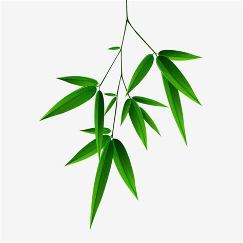 Bamboo Bamboo Leaves Can Be Used As Commercial Materials Bamboo