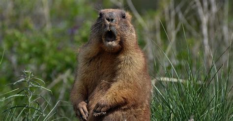 Groundhog Day 2019: Early spring ahead as Punxsutawney Phil does not see his shadow