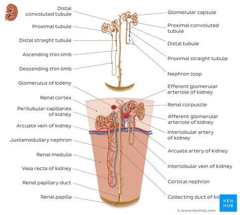 Kidneys Anatomy Function And Internal Structure Kenhub