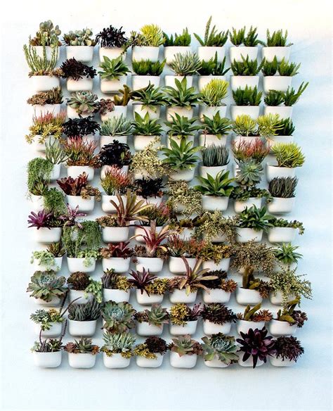 Things you'll need to make diy succulent wall planter succulent a tape to measure chicken wire a hammer nails a pencil or marker glue special potting mix for cacti and succulents 4 equal size thick sticks or frame moulding to make frame moss (optional) a piece of board (plywood or something else) to. Living Wall | Succulent wall garden, Indoor plant wall ...