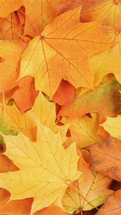 Autumn Leaves Iphone Wallpaper Hd