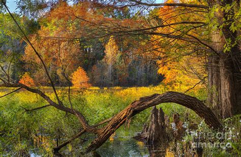 Beautiful Autumn Photograph By Cheryl Davis Fine Art America