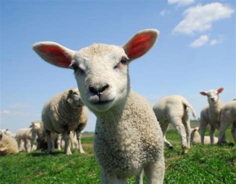 Surprising Facts About Sheep Bc Spca