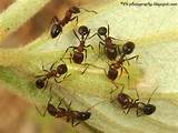 Can You Eat Fire Ants Images