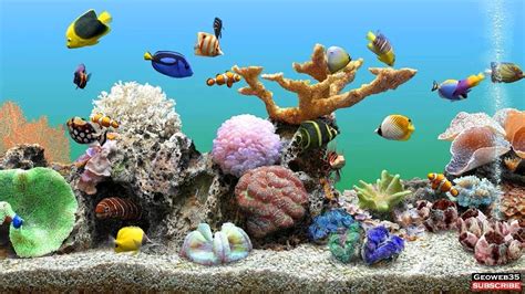 Aquarium Fish Screensaver 1000 Aquarium Ideas