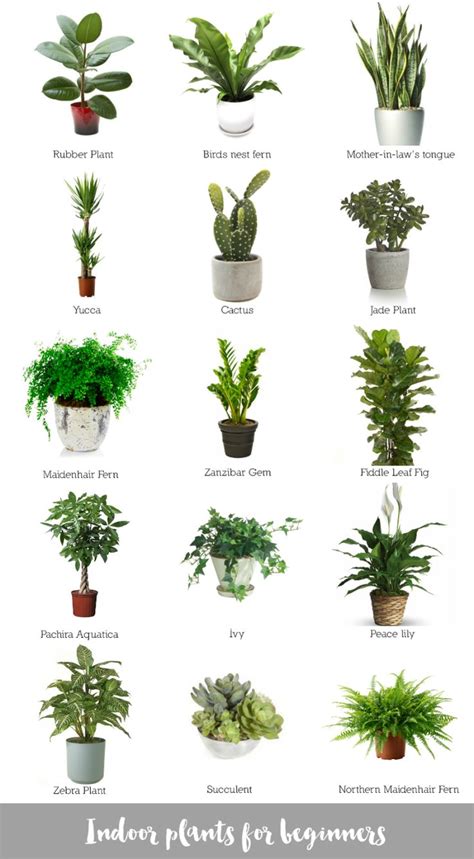 Indoor Plants For Beginners Plants House Plants Indoor Inside Plants