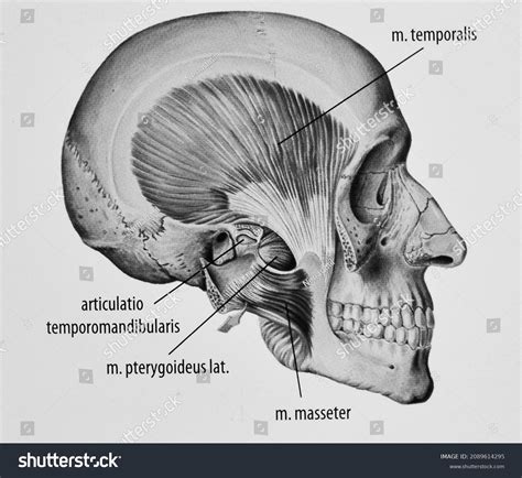 Head Muscles Anatomy Side View Latin Stock Illustration 2089614295