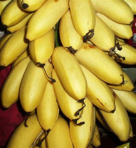 Gi Tagged Nanjangud Banana Gi Tagged From Of India