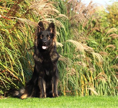 Black Sable Long Coat Gsd Schäferhunde Hunde Tiere