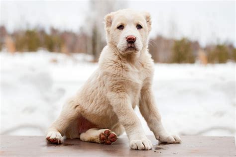 Central Asian Shepherd Dog Breed Information And Characteristics