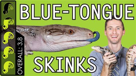 Blue Tongued Skink The Best Pet Lizard Dog Potato