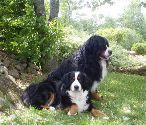 Mountain Dog Breeds Dog Training Home Dog Types