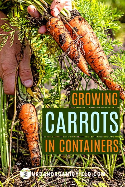 11 Steps On How To Grow Carrots In A Container In 2020 Container