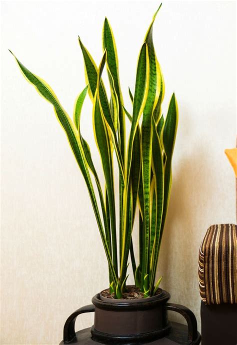 While there are many plants that are marketed as 'indoor plants,' all plants are native to being outside in some realm says horton. best-houseplants-for-clean-air (With images) | Plants ...