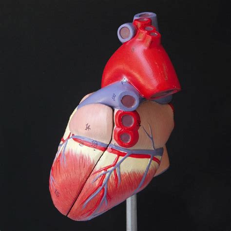 Human Heart Model Anatomical Anatomy Teaching Model Science Teaching