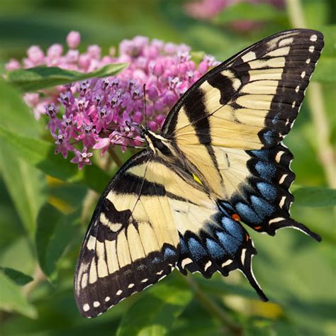 Eastern Tiger Swallowtail Butterfly Female Project Noah