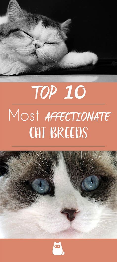 The 10 Most Affectionate Cat Breeds Cat Breeds Ragdoll Cat Breed