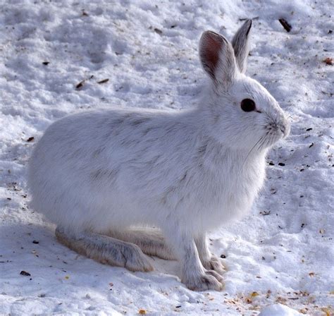 Snowshoe Hare Info Pictures Habitat And Traits Pet Keen