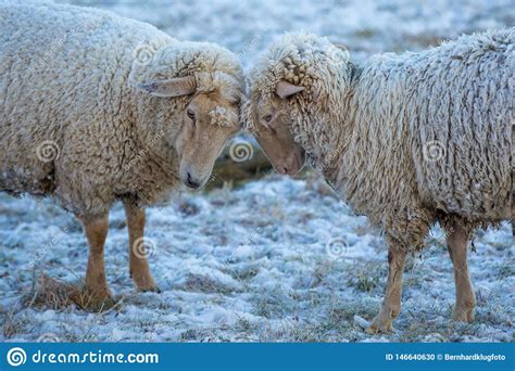 Two Sheep In The Snow With Ice In Their Fur Stock Photo Image Of