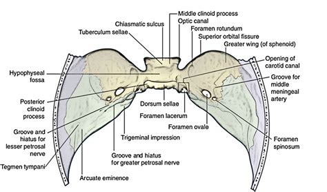 Fossa Bone Anatomy