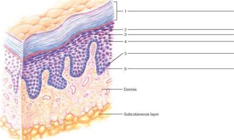 Select from premium human skin of the highest quality. 35 Label The Skin Anatomy Diagram - Wire Diagram Source Information