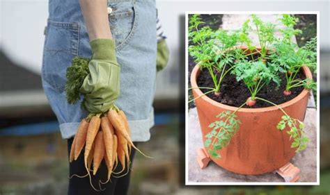 How To Grow Carrots In Containers 3 Easy Tips Uk