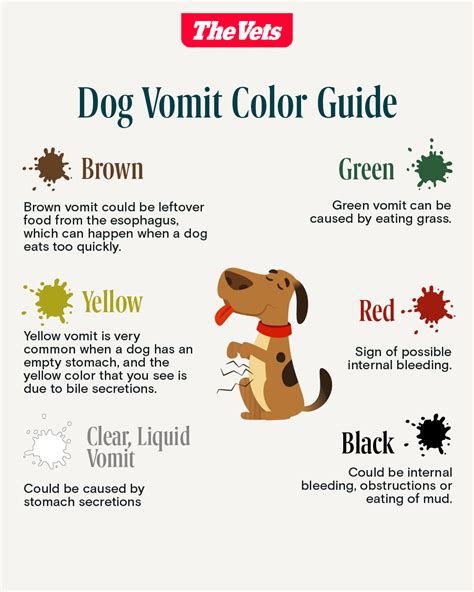 Dog Vomit Causes Diagnosis Types And Treatment