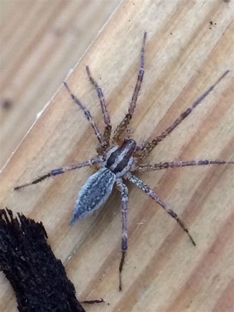 Is This A Brown Recluse Or Wolf Spider Nepa Region Spiders