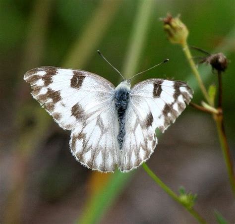 Checkered White 6 Butterfly Nature Beautiful