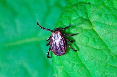Wood Tick How To Define Are They Dangerous Beezzly