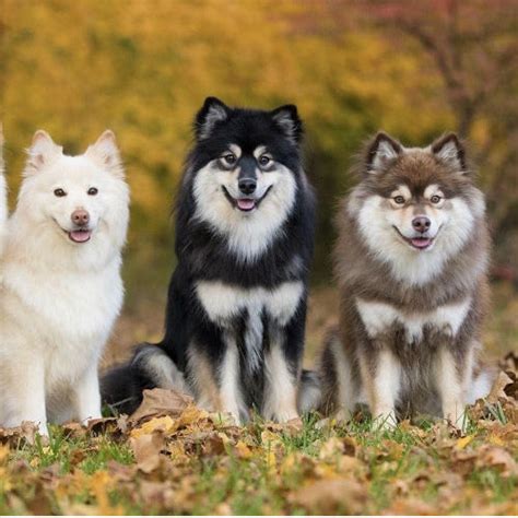 Finnish Lapphund For The Love Of Purebred Dogs