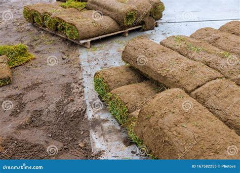 Pallet With Stacked Rolls Of Lawn On The For New Lawn Grass