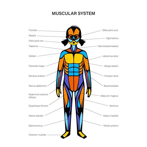 Premium Vector Human Muscular System
