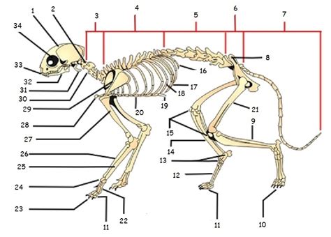 Check spelling or type a new query. Cat Skeleton Diagram