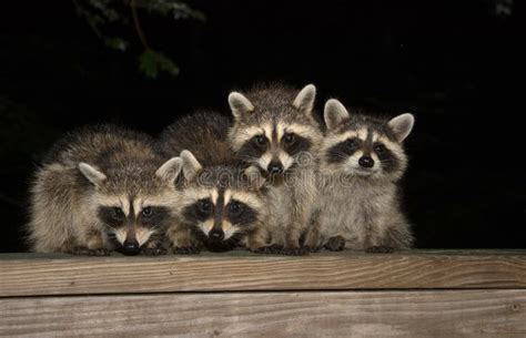 Four Cute Baby Raccoons On A Deck Railing Stock Photo Image Of Common