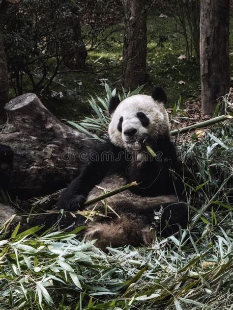 Giant Panda Bear Eating Bamboo Stock Image Image Of Climate Forest