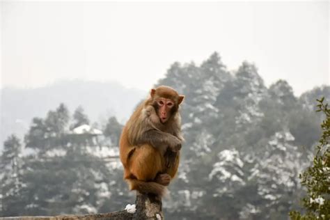 Monkey Mind Calming With Meditation How Does It Work 【 2021