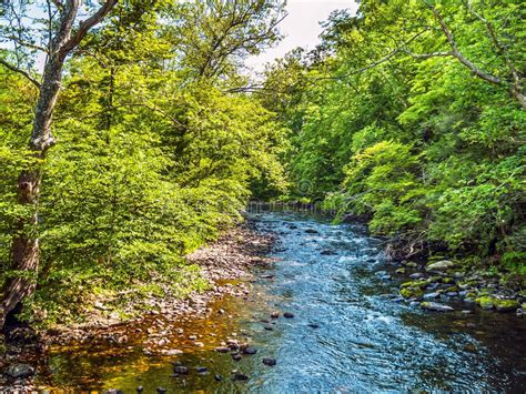 New Jersey Forest River Stock Photo Image Of River Jersey 9847184