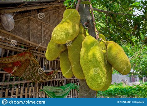 A Large Scale Of Jackfruits Hanging On The Tree Jackfruit Is The