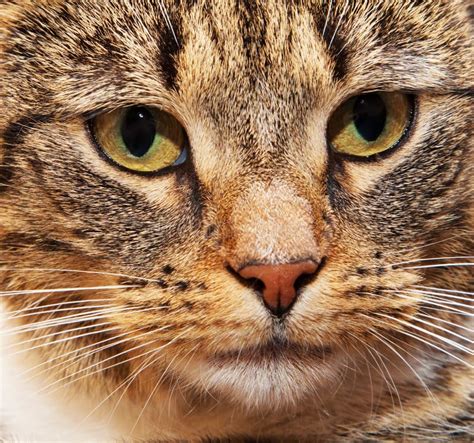 Detailed Cat Face Portrait Stock Image Image Of Curious 23293781